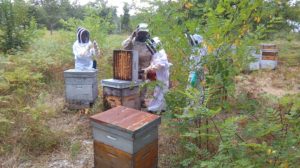 Apiculture