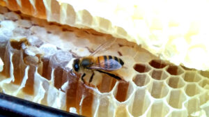 Abeille et miel